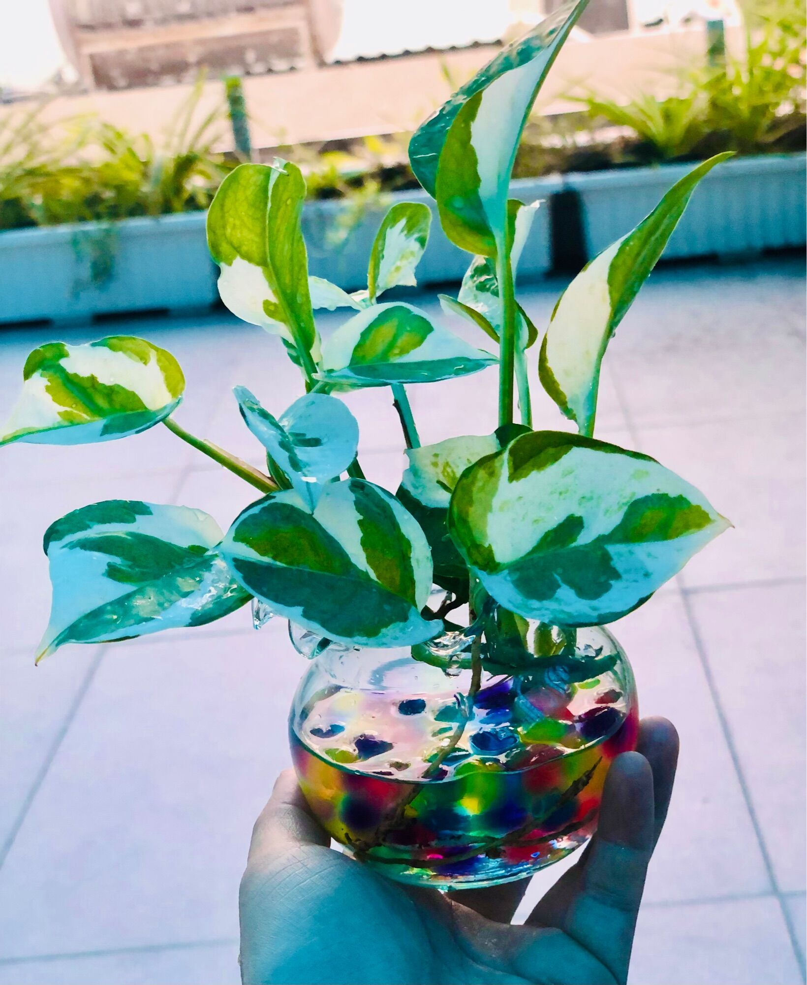 Chậu trầu bà sữa mini 5x5cm