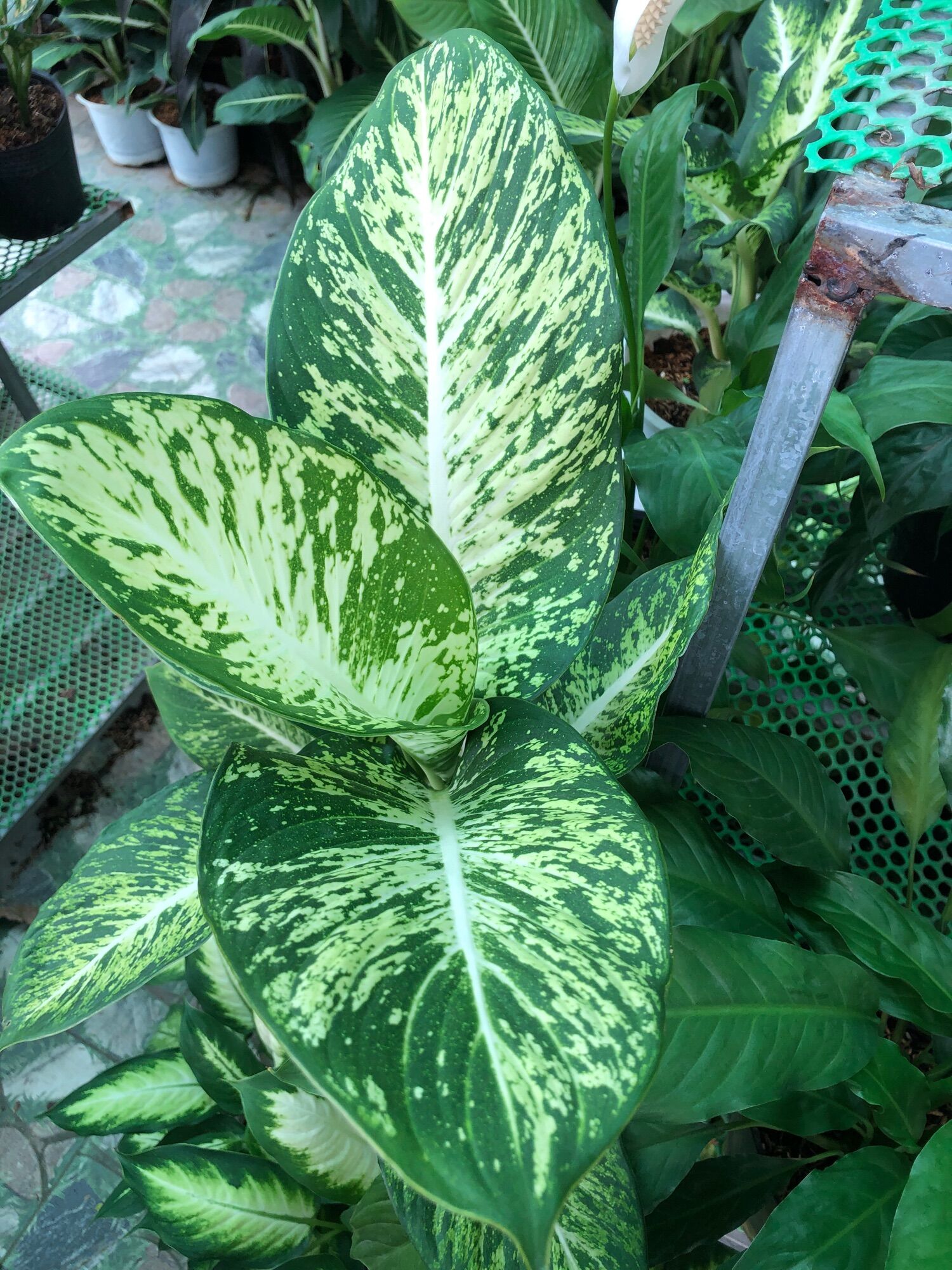 Cây vạn niên thanh sao sáng
