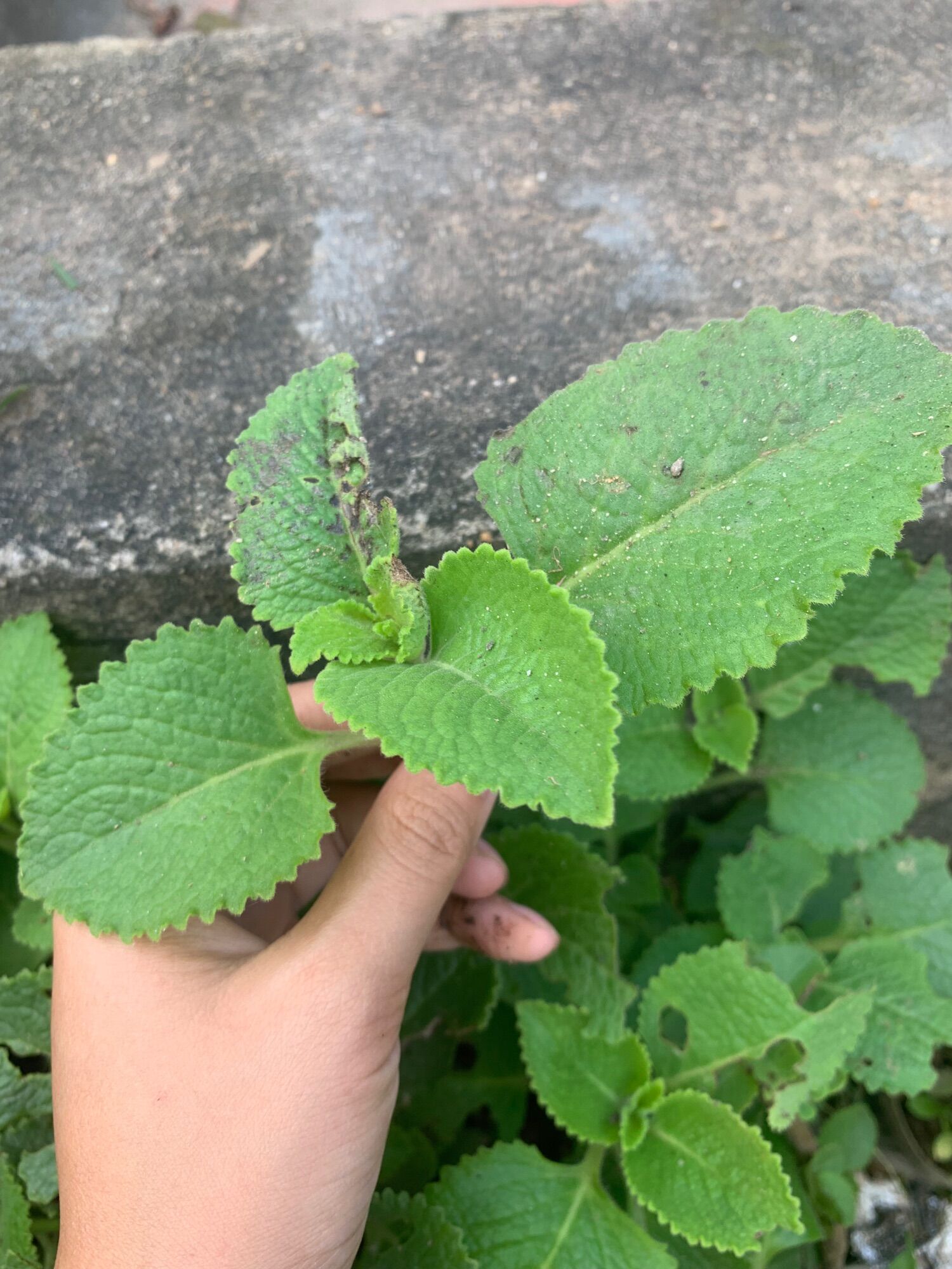 Cây giống húng chanh