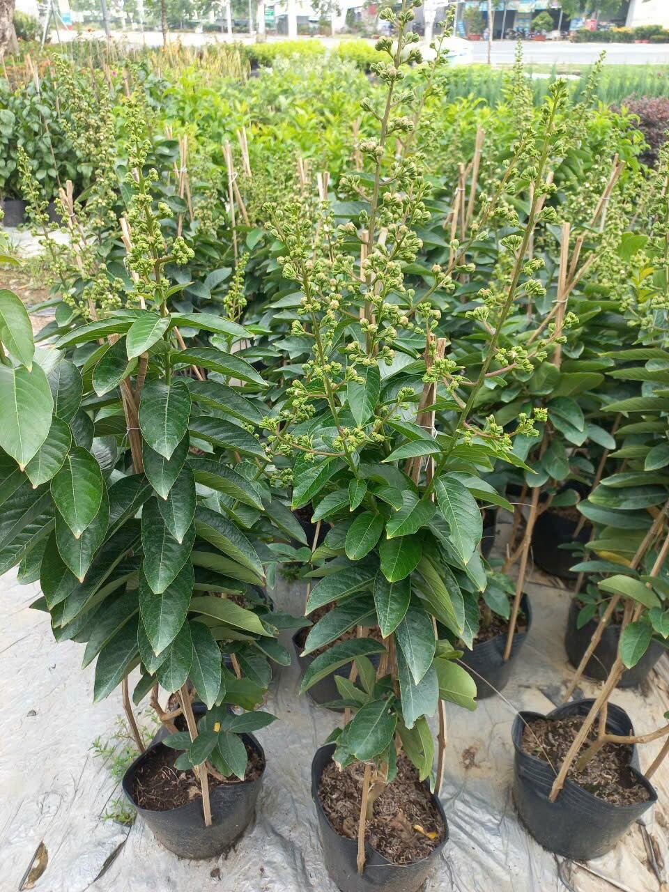 cây bằng lăng thái hoa to.