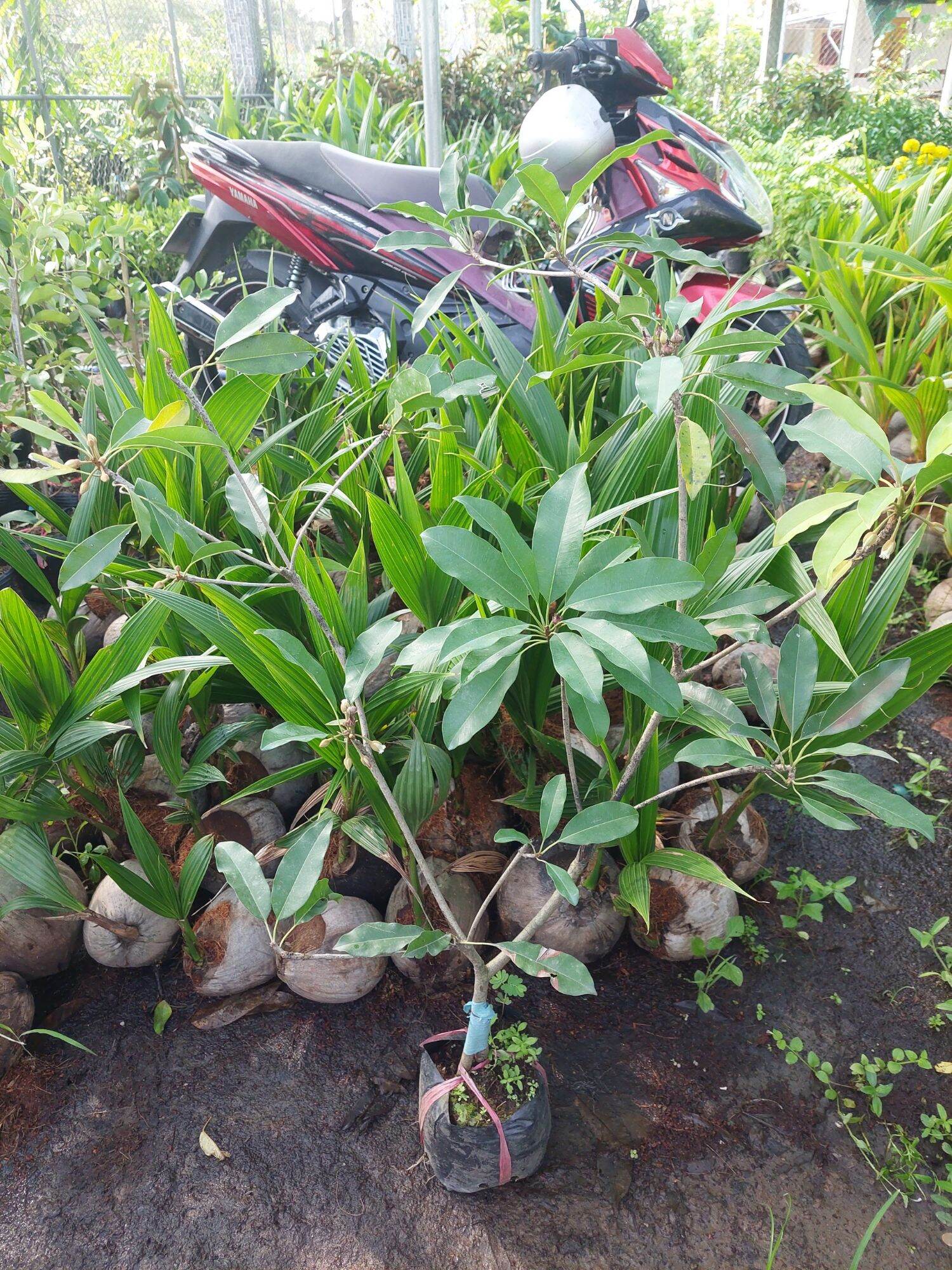 Sapoche mêxico ( Hồng xiêm )