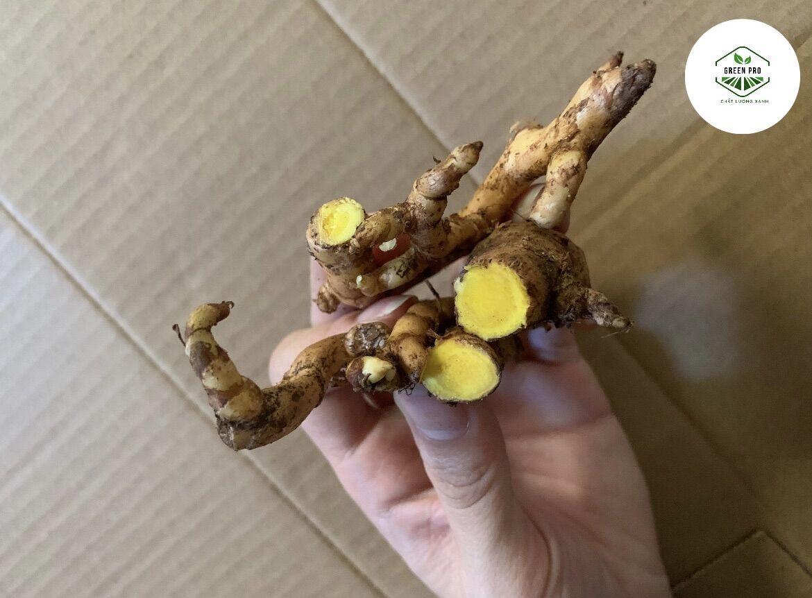 NGHỆ BỌ CẠP ( nghệ cực hiếm )