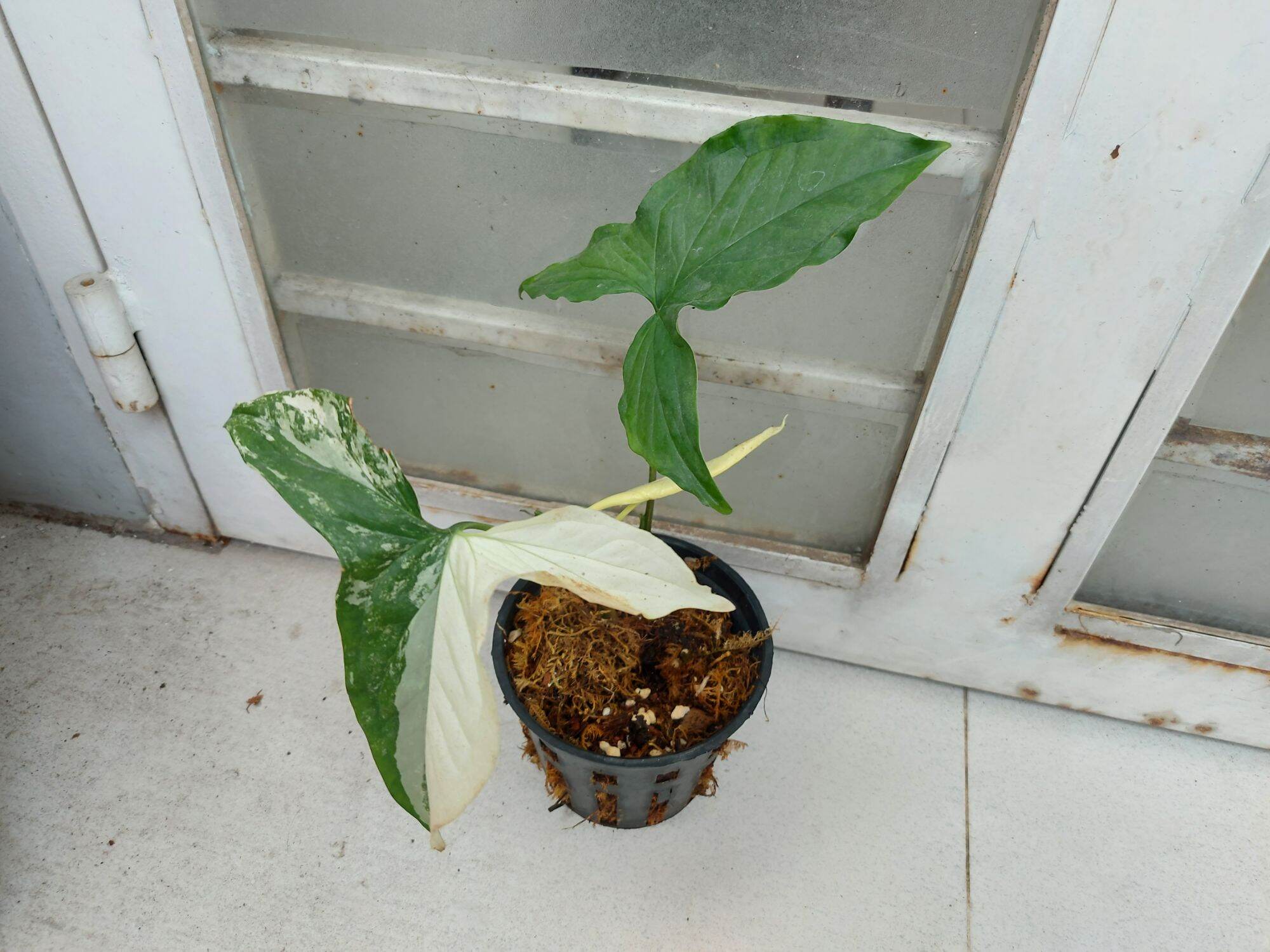 TRẦU BÀ TRẮNG SYNGONIUM ALBO VAR