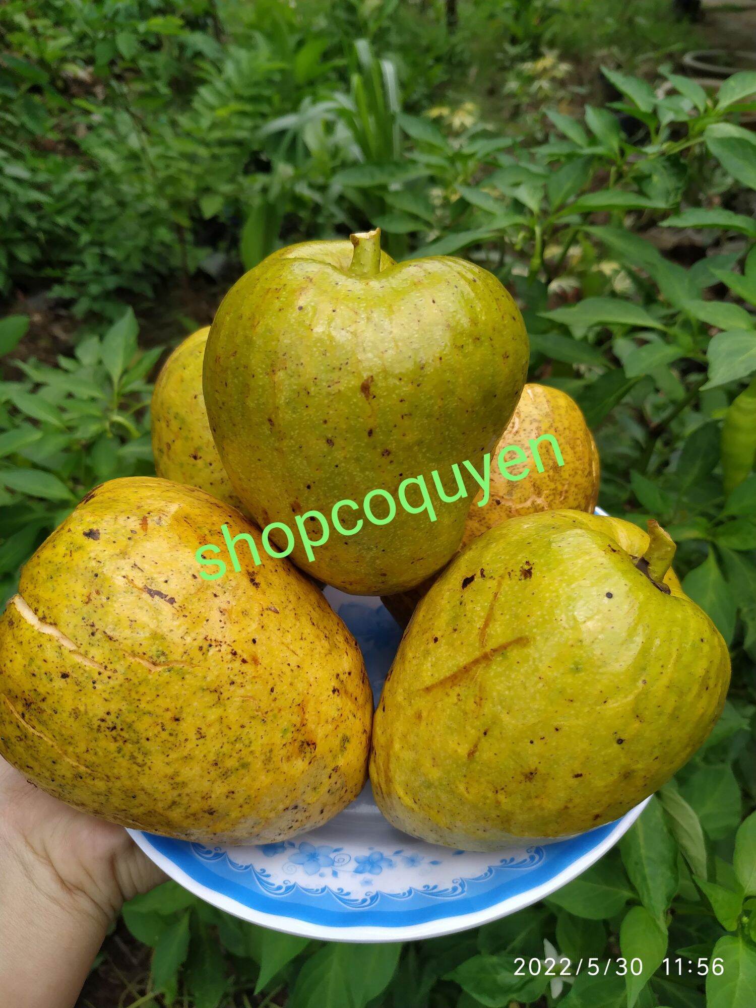 bầu 01 cây bình bát giống