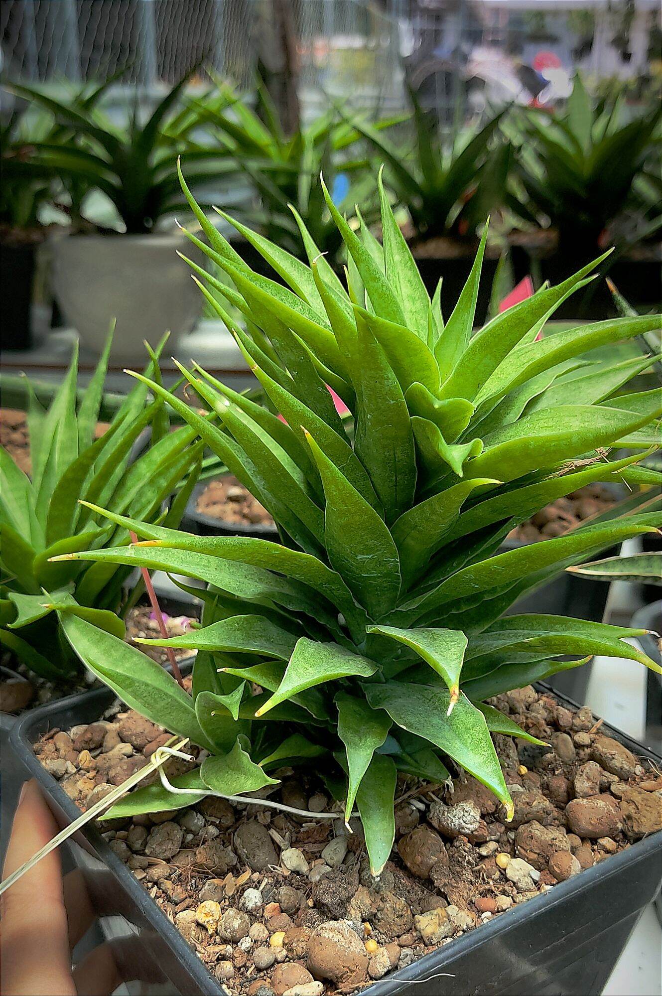 Cây lưỡi hổ - Sansevieria Sun Flower
