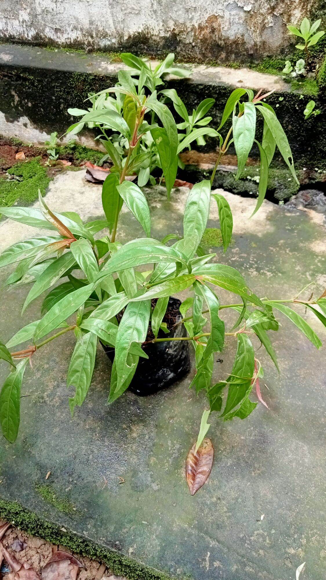 Cây giống Hoàn Ngọc Đỏ. CÂY CON KHỈ(ảnh thật)