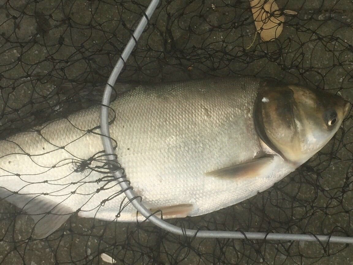 Mồi câu Mè nanber 700gram + 7