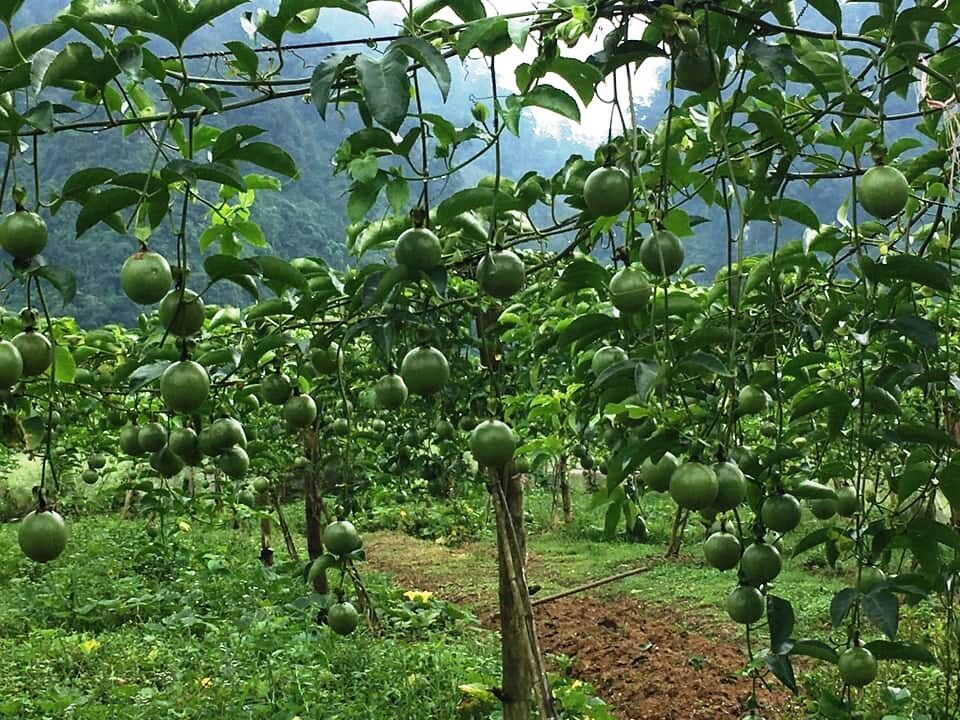 1 Gram Hạt Giống Chanh Dây Dễ Trồng