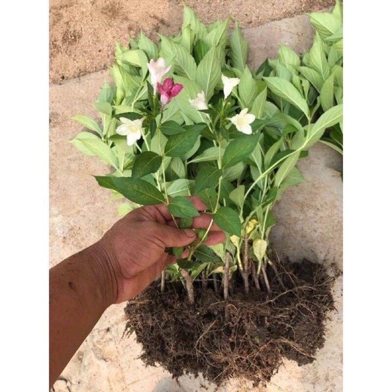 Cây Đại Cát(1 bầu cây giống)