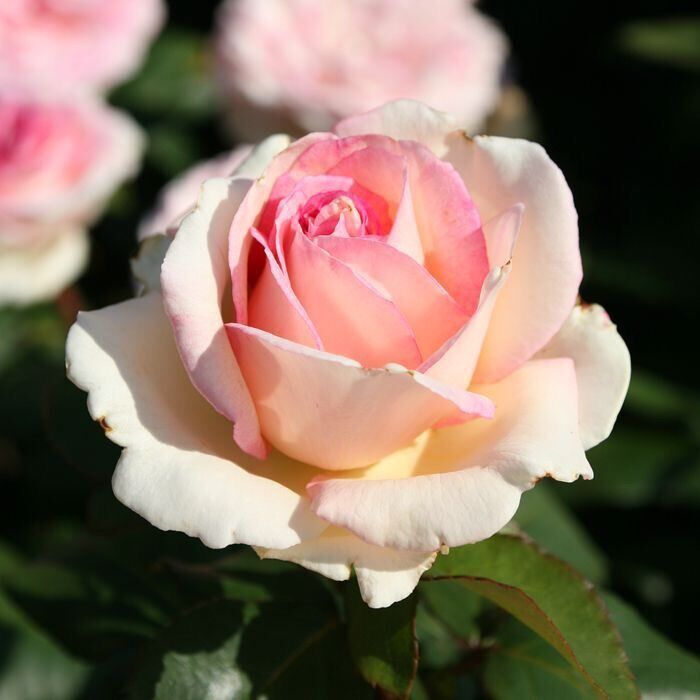 Hoa hồng Moonstone Rose - hoa màu hồng phấn
