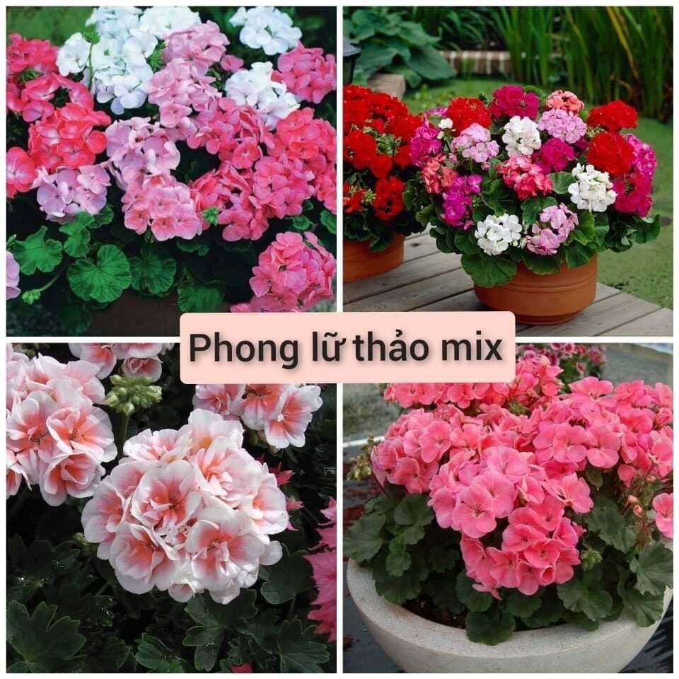 Hạt giống hoa phong lữ thảo hoa kép