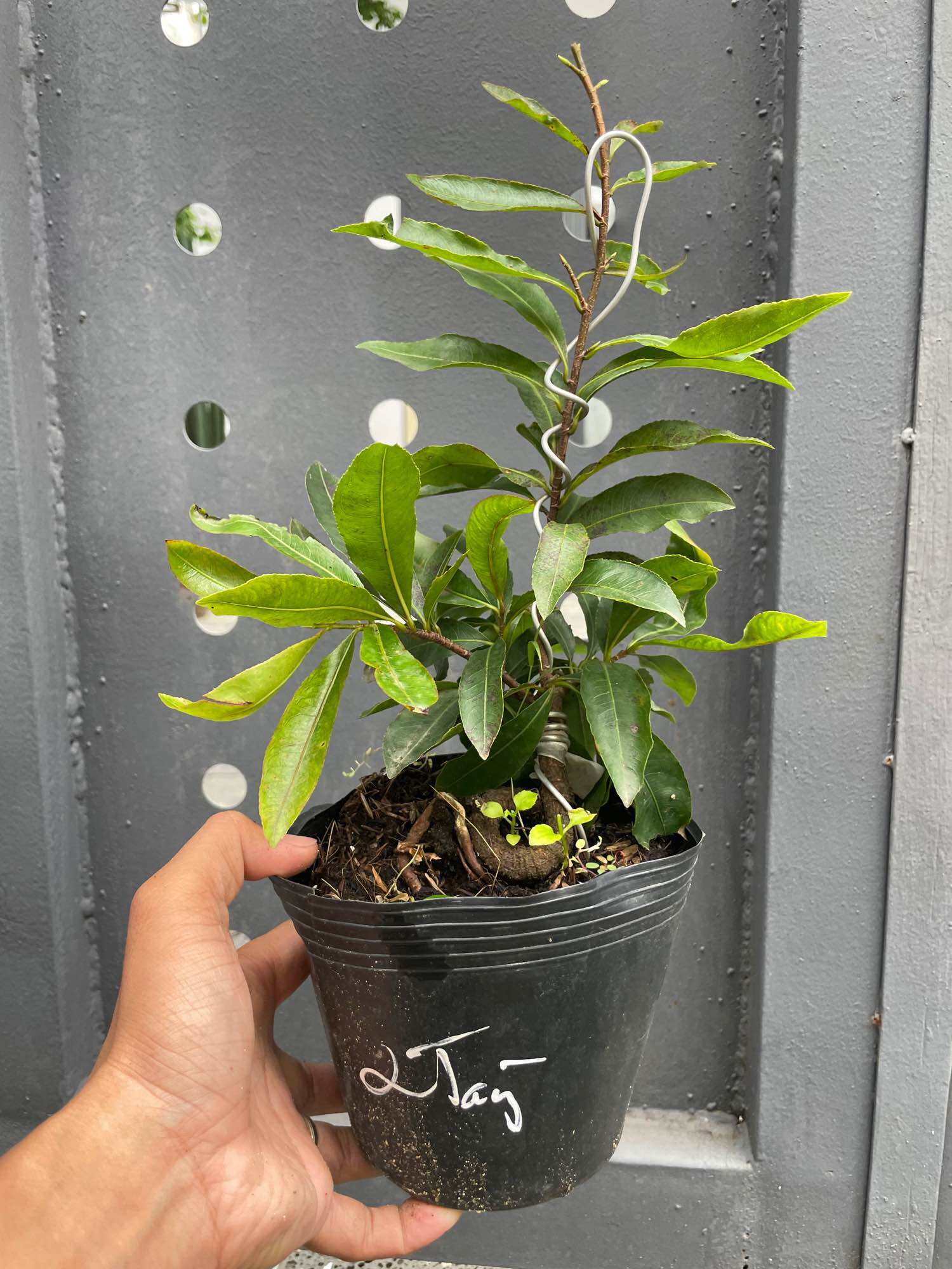 [HCM]Mai cúc 2 tầng cây mai đột biến (huỳnh tấn phát) gốc quái mini.