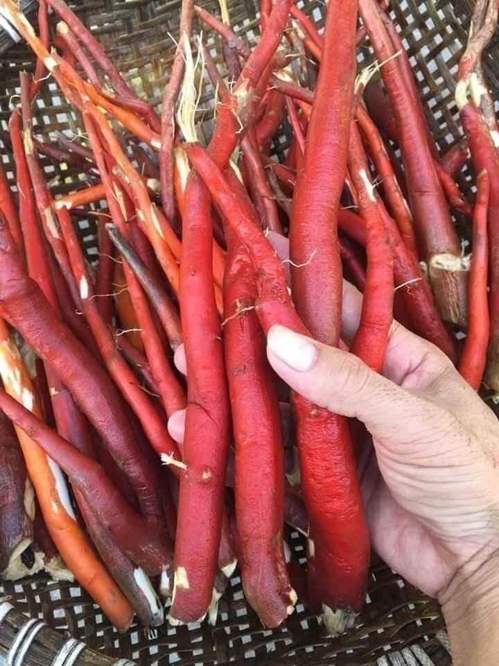 sâm cau tươi ngâm rượi