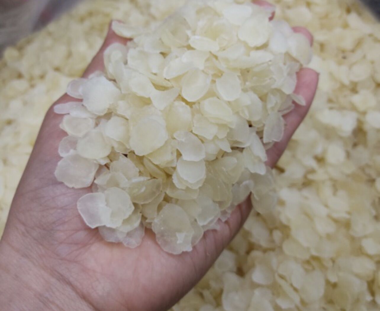 Hạt bồ mễ - chè dưỡng nhan 100gr