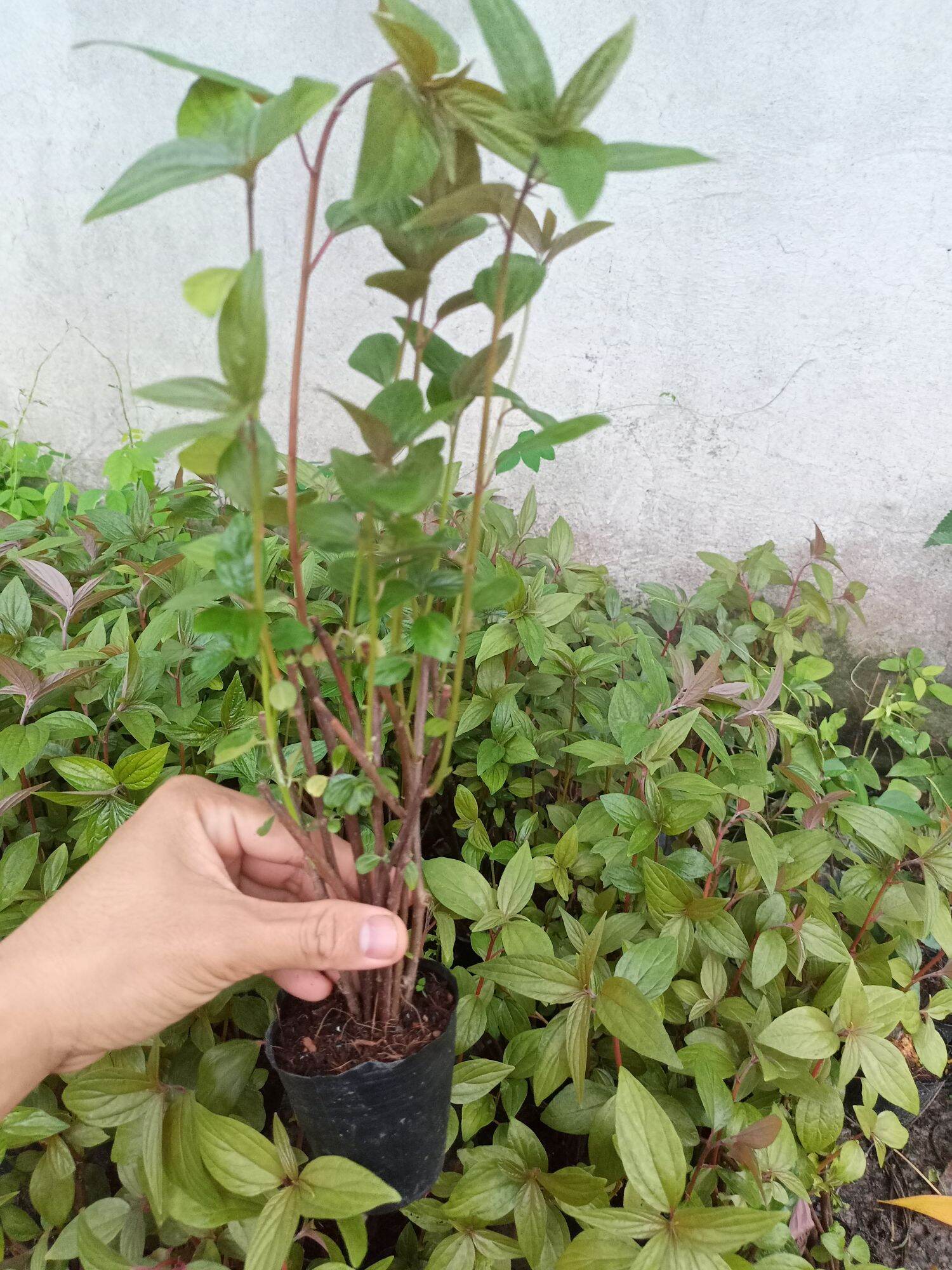 Combo 3 bầu giống cây bọ mắm , cây thuoc dòi tía