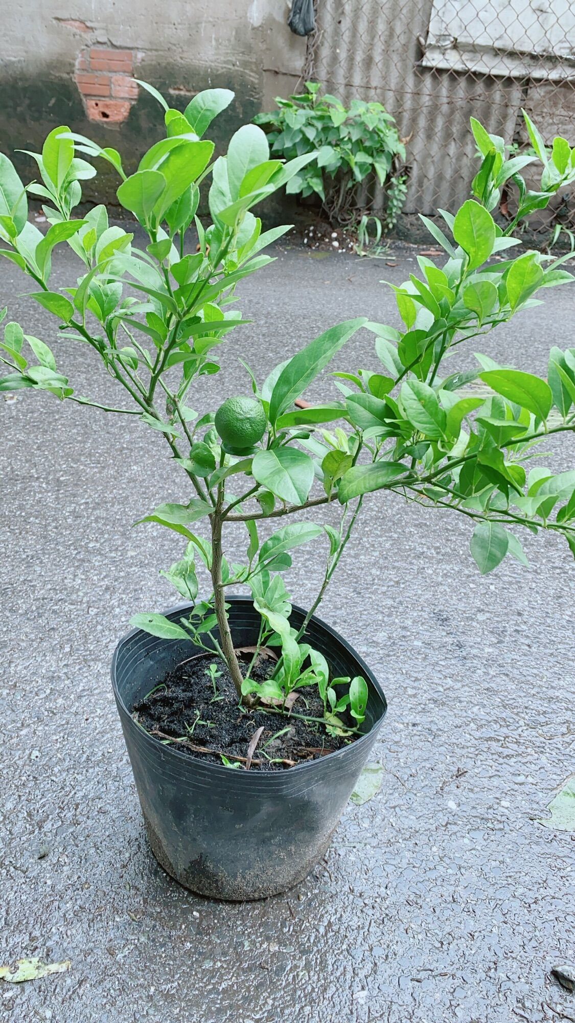 Cây Chanh Có Sẵn Trái