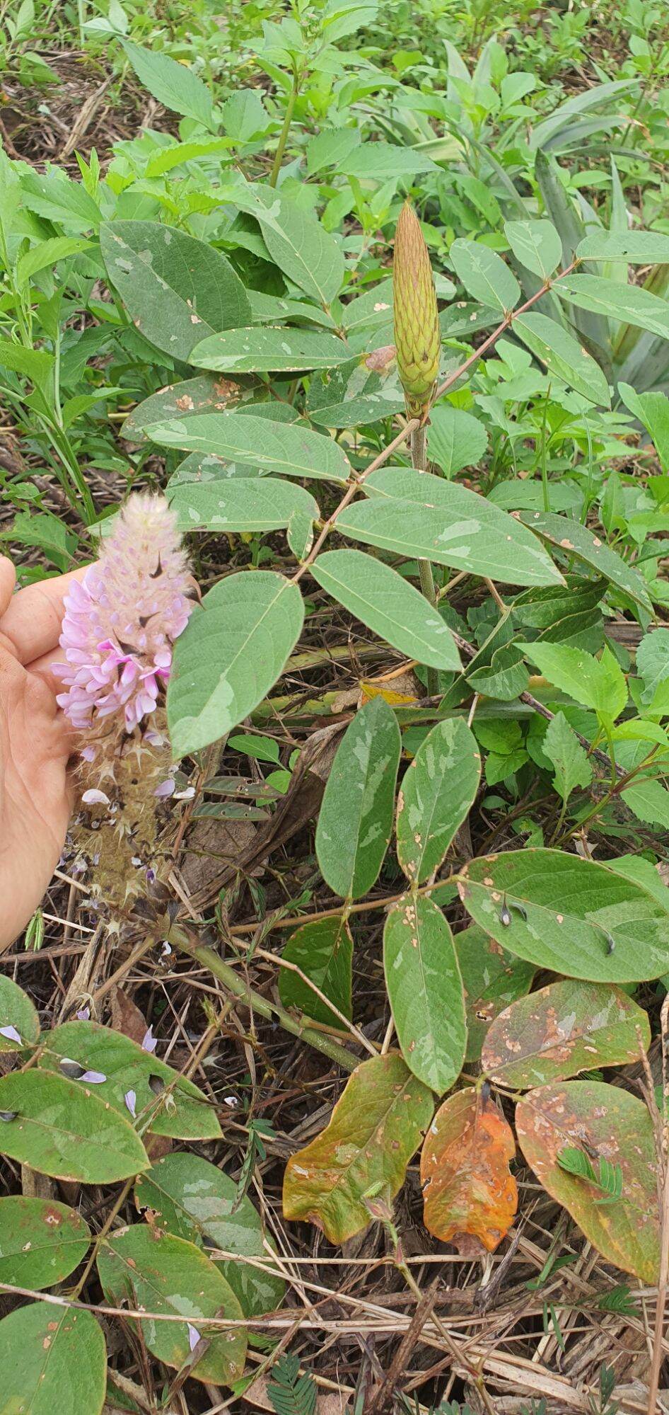 cây giống đuôi chồn/hầu vĩ tóc[combo 3 cây]