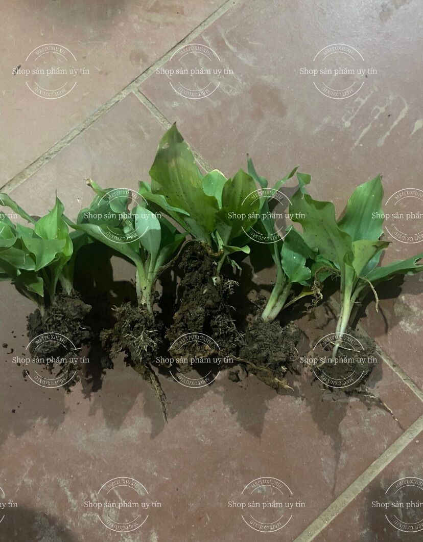 Củ địa liền giống cũ