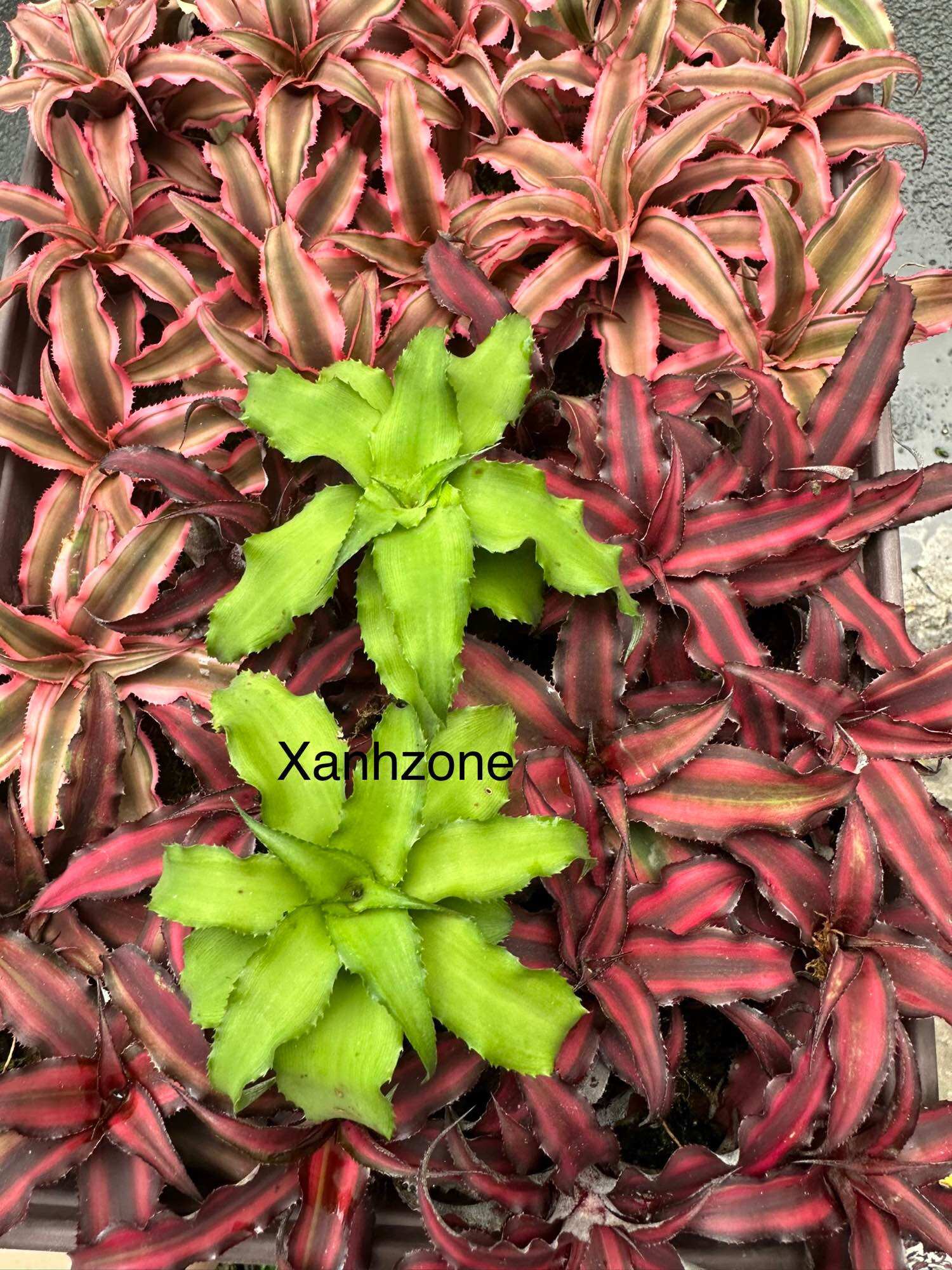Dứa mini, dứa tiểu phụng, dứa nam mỹ, dứa màu, cây bán cạn, cây terrarium