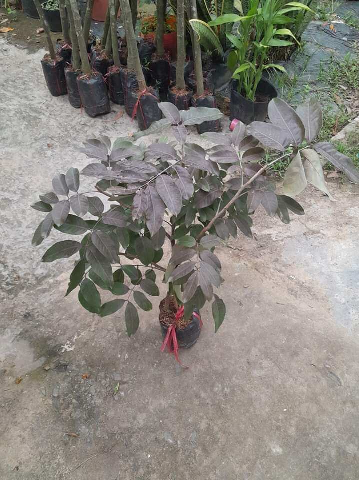 ( CÂY GIỐNG) cây nhãn tím cao hơn 80cm