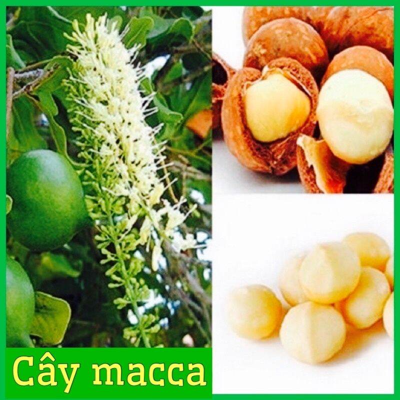 Cây giống macca ghép siêu sớm