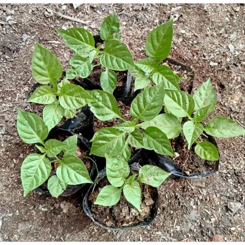 CÂY ỚT SỪNG cay thơm đang hoa