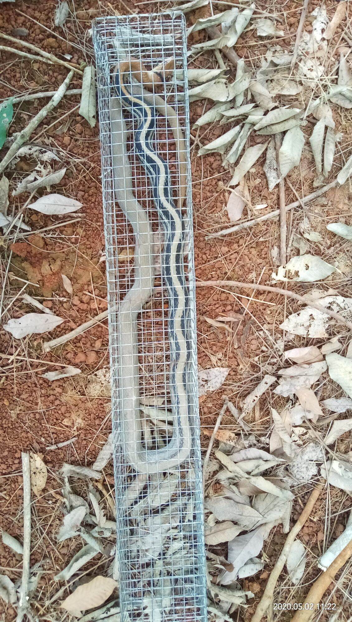 lồng bẫy rắn 1 hom dài 75cm