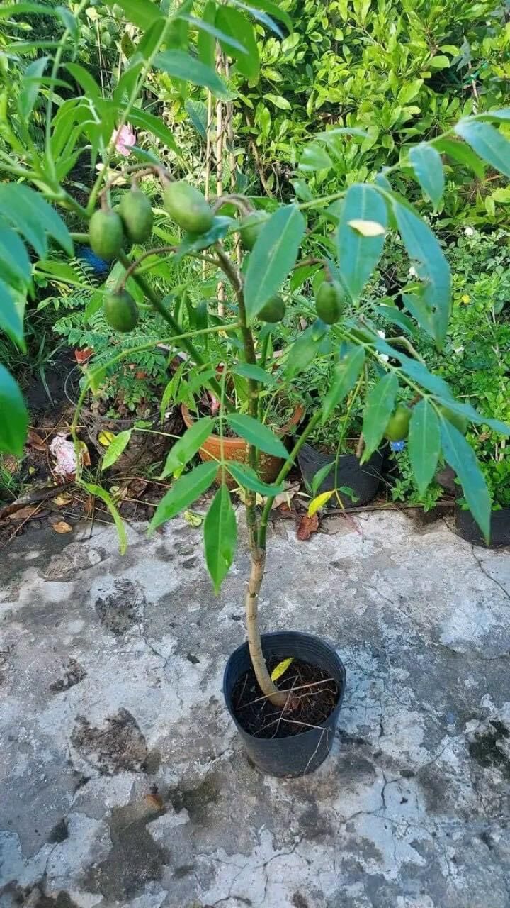 Cây giống cóc thái lùn(1 cây 20cm)
