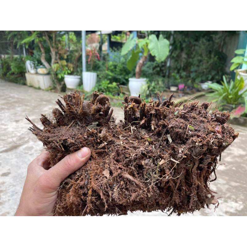 Dương xỉ thân gỗ (đang nhú mầm)