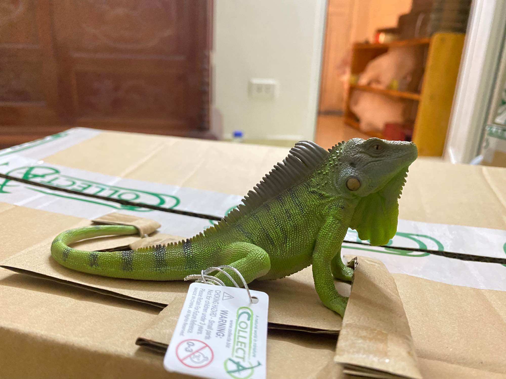 MÔ HÌNH ĐỘNG VẬT: KỲ NHÔNG