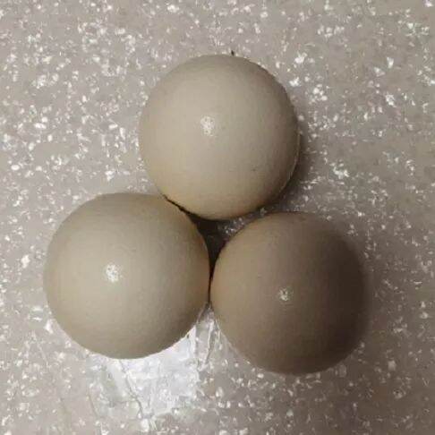 trứng đà điểu