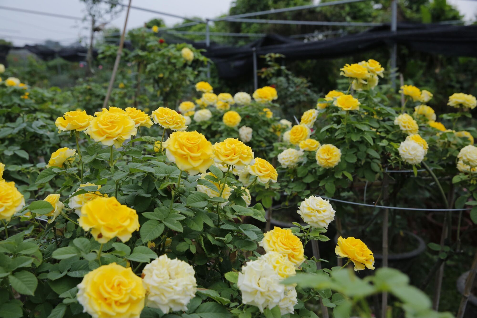 Hoa hồng Shell Rose vàng - hồng bụi, lâu tàn
