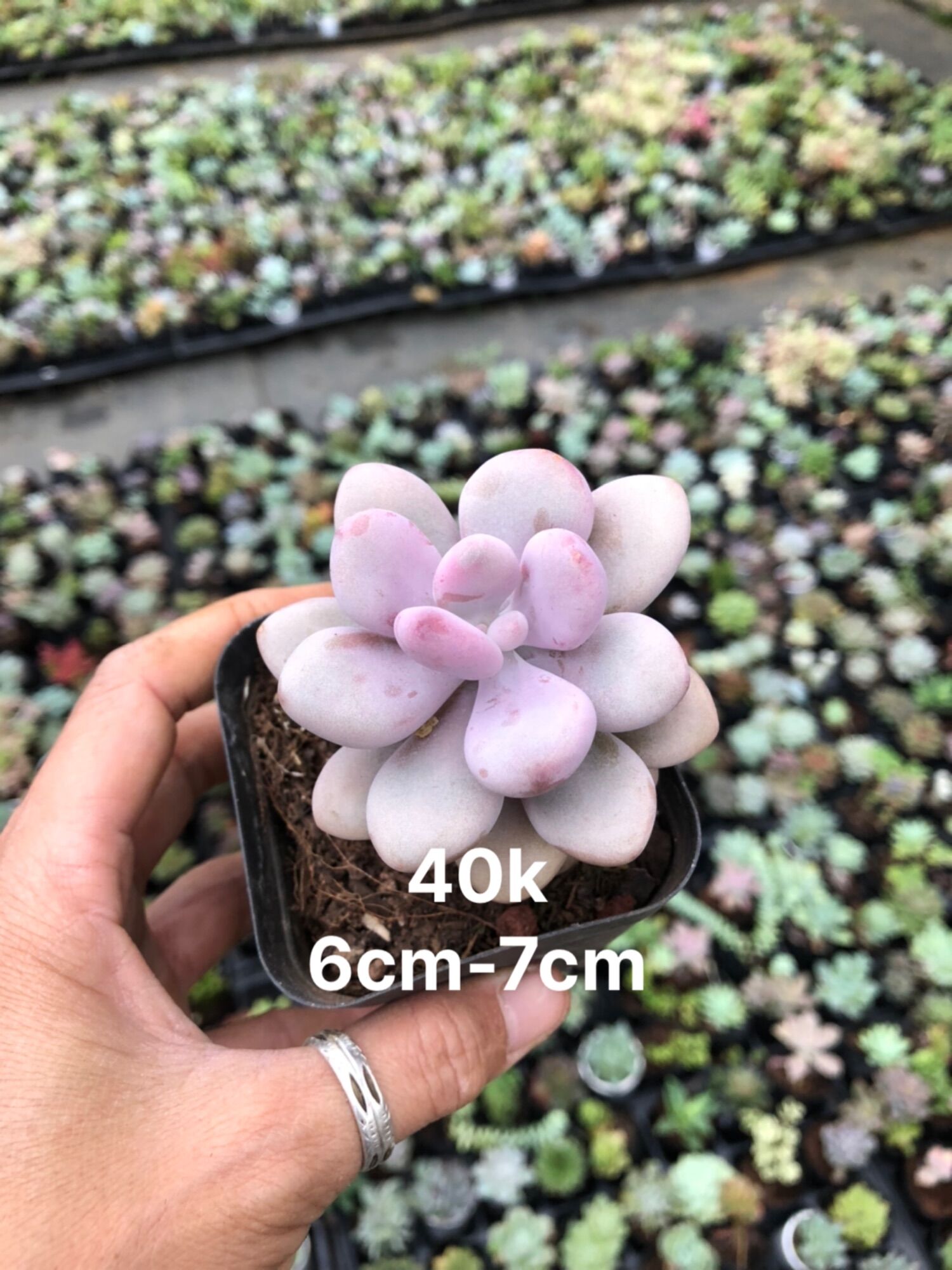 Sen đá Sỏi Hồng 6-7cm