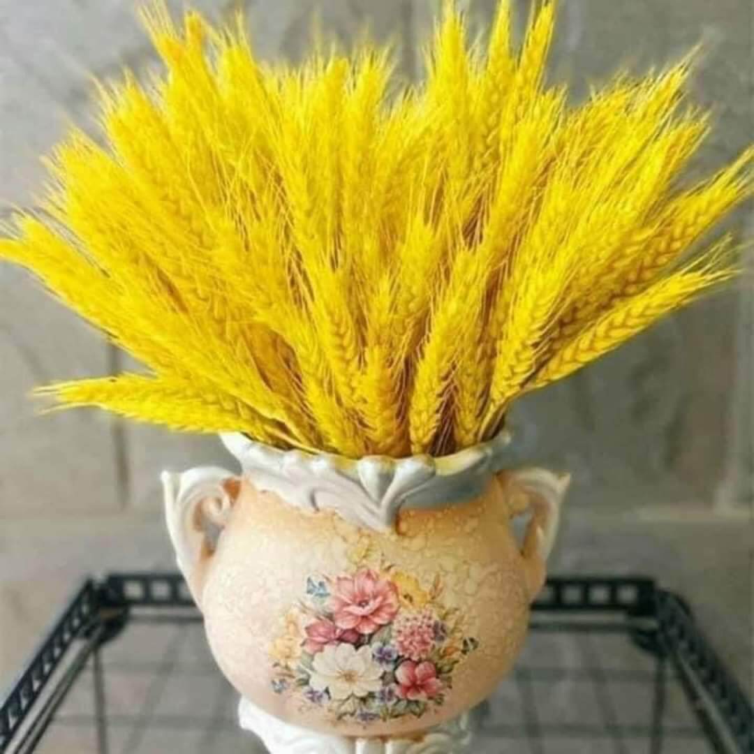 sét 1 bó BÔNG LÚA MẠCH KHÔ