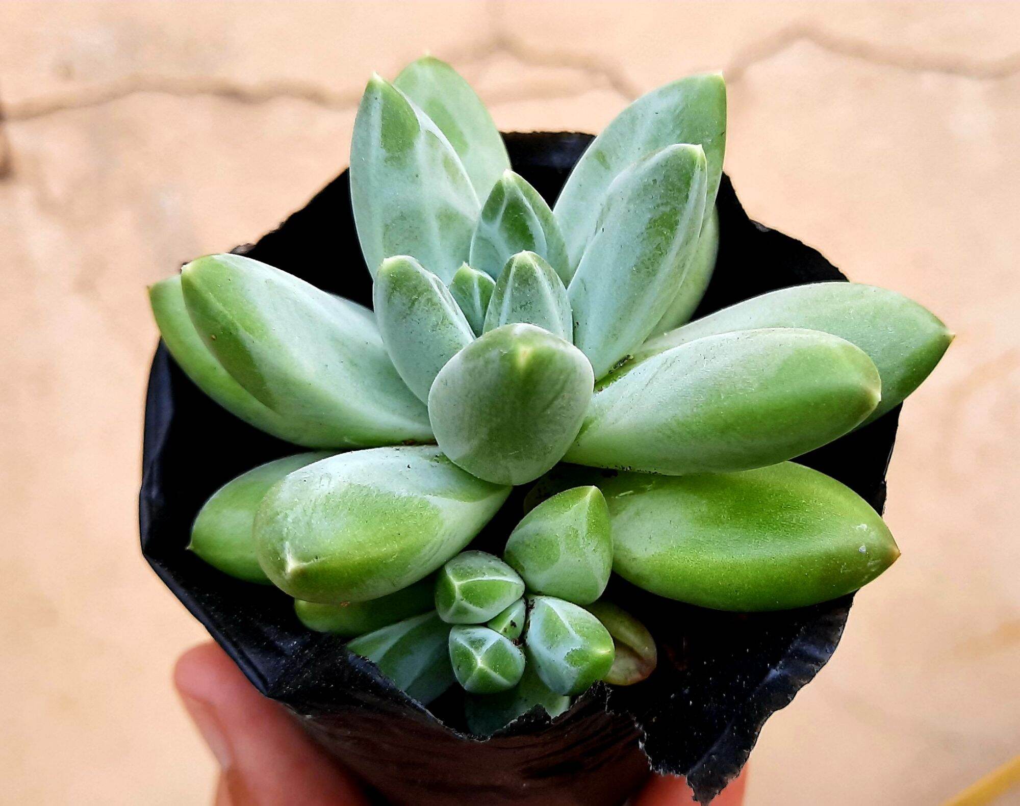 Sen đá KIM CƯƠNG TRẮNG size bầu