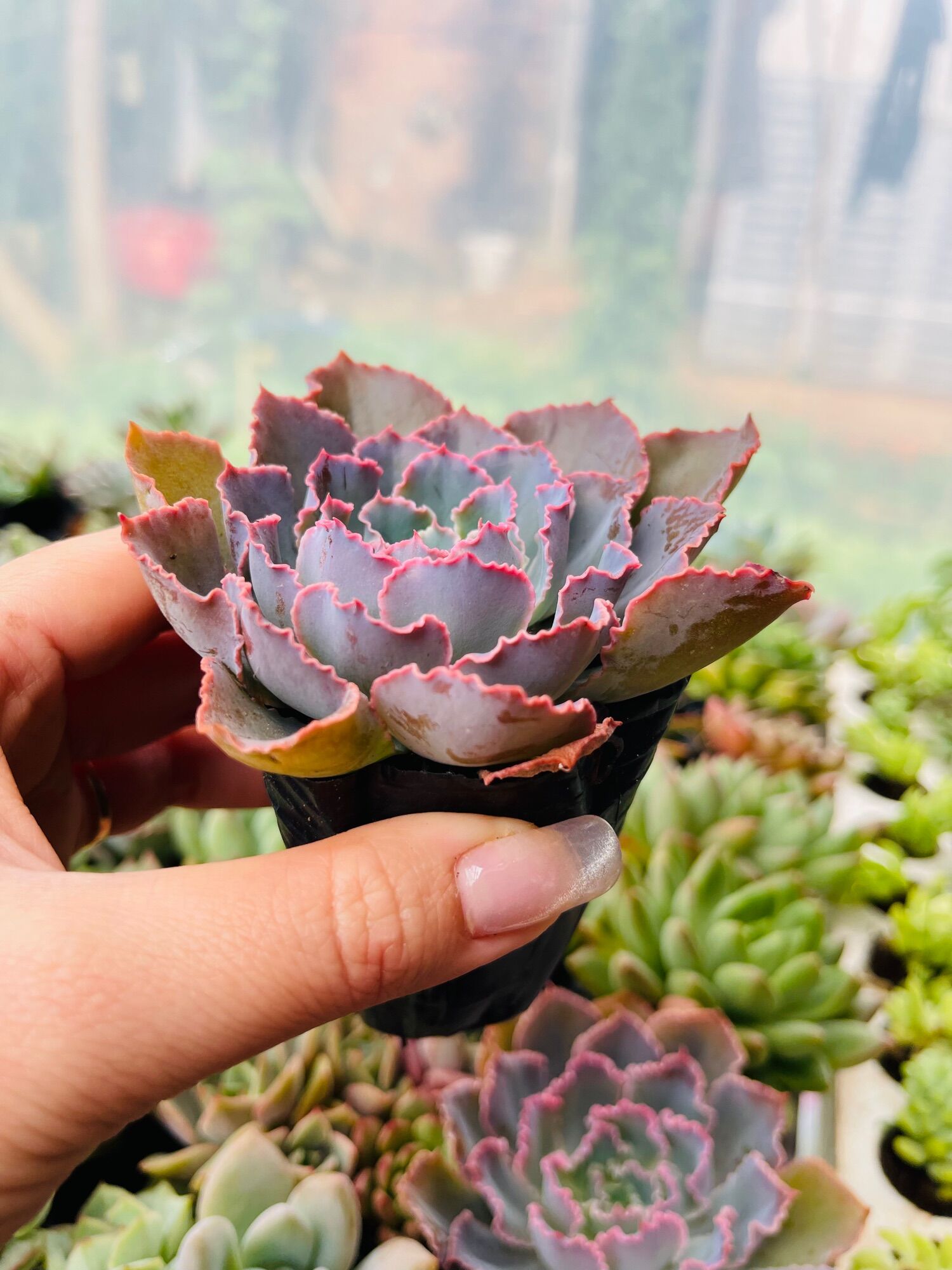 Sen đá bắp cải Aurora size bầu