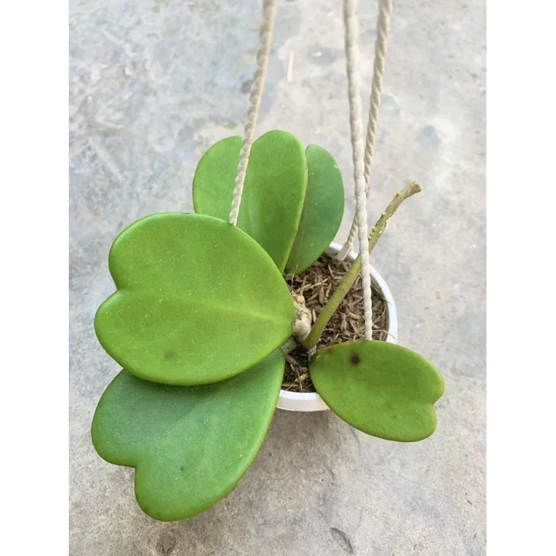 Cẩm cù lá trái tim cây giống