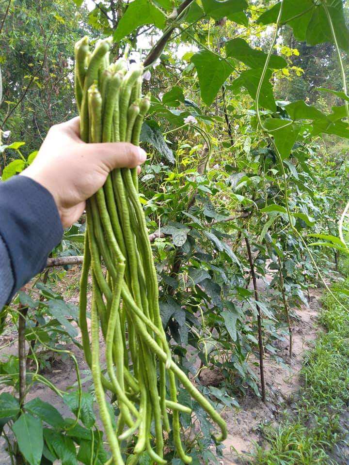 Hạt giống đậu đũa hạt đen