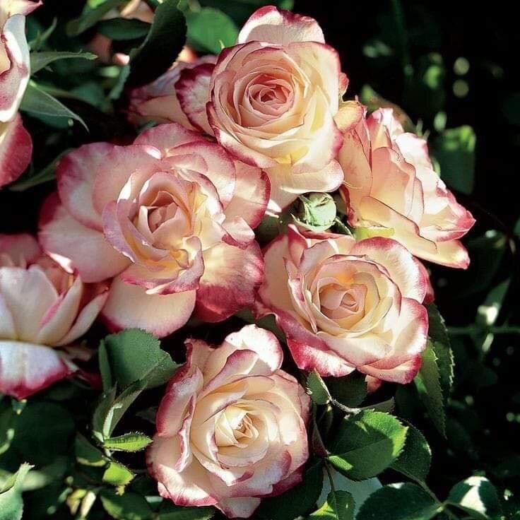 Hoa hồng ngoại Cherry rose