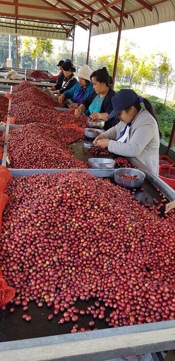 1 kg cà phê Robusta rang mộc Đăk Lăk đảm bảo chất lượng