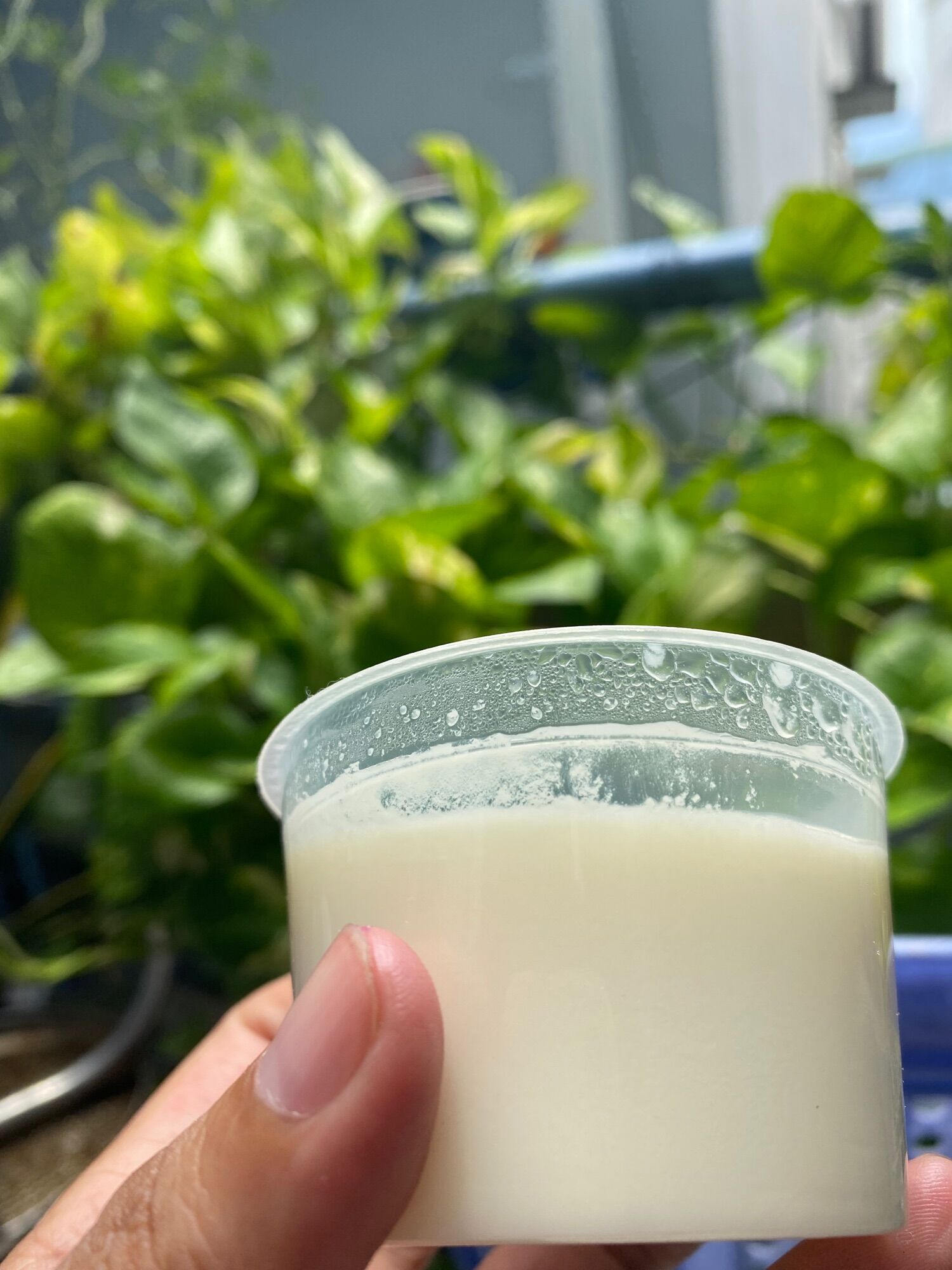 Hũ bánh flan số 1