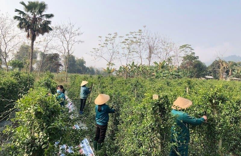 Cao thìa canh sạch  100gram - HTX Nông dược Yên Bái