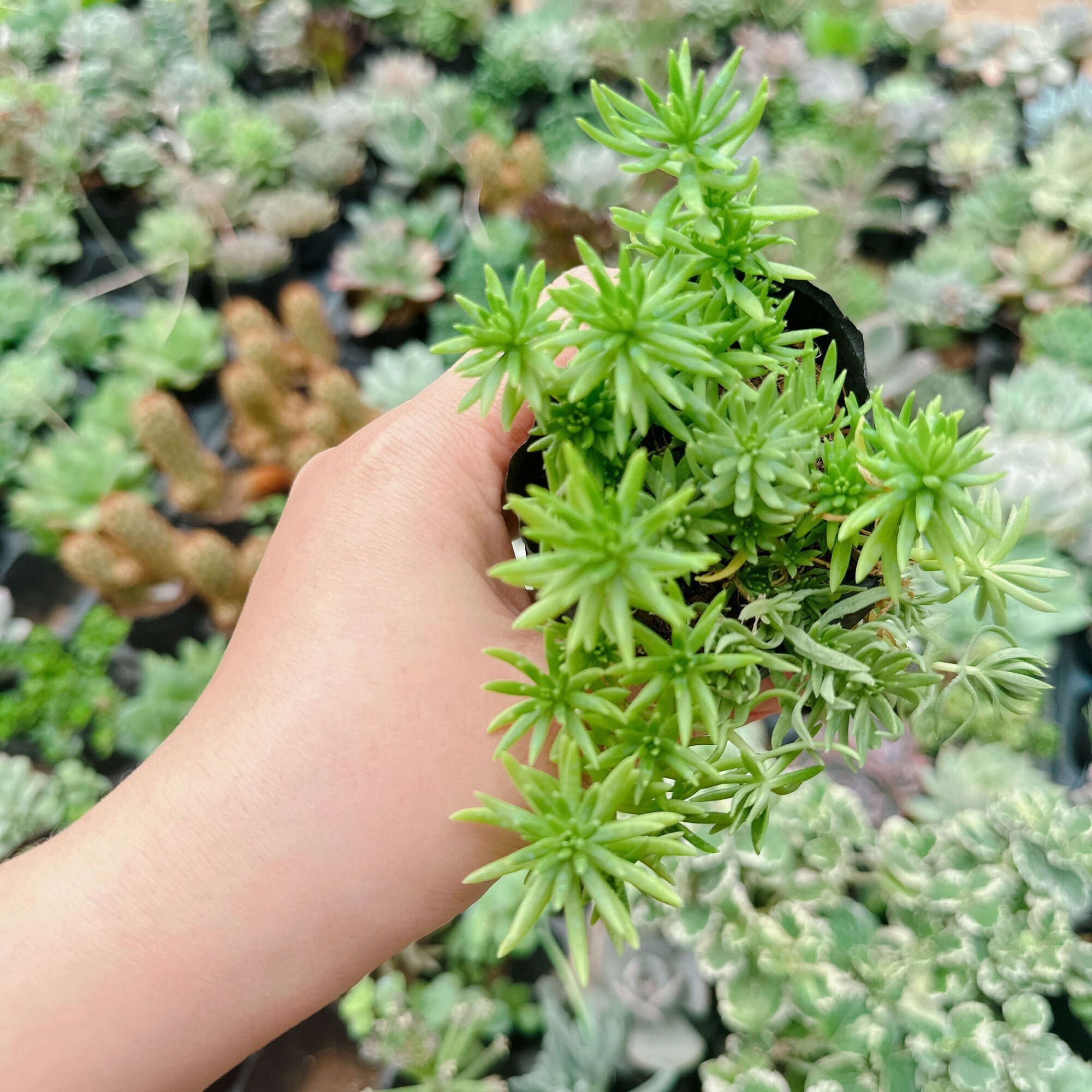 Sen đá sedum xanh size bầu