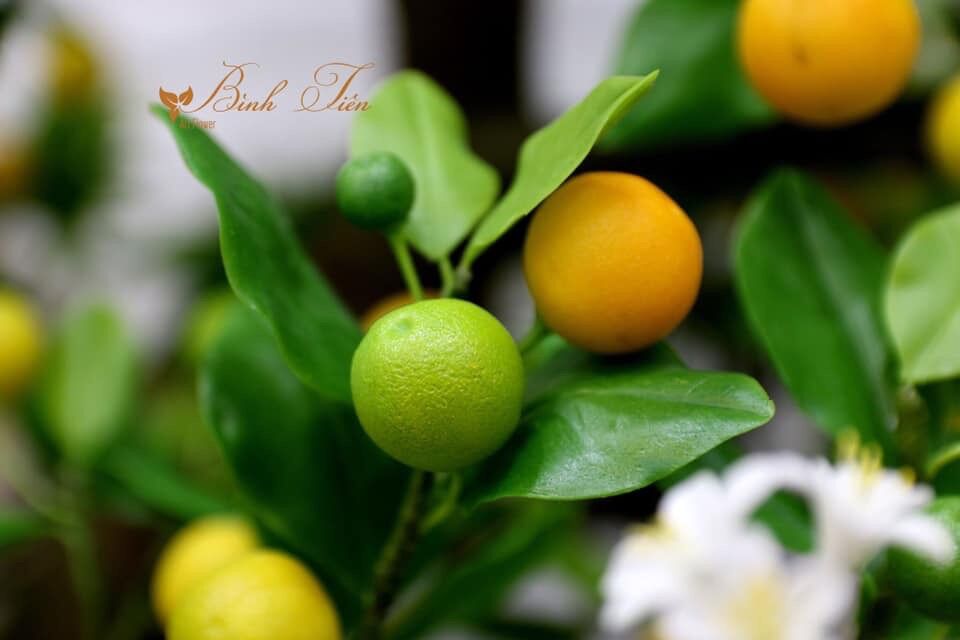 HOA ĐẤT SÉT - ĐẤT SÉT XANH LÀM LÁ ( 1KG=4 GÓI)