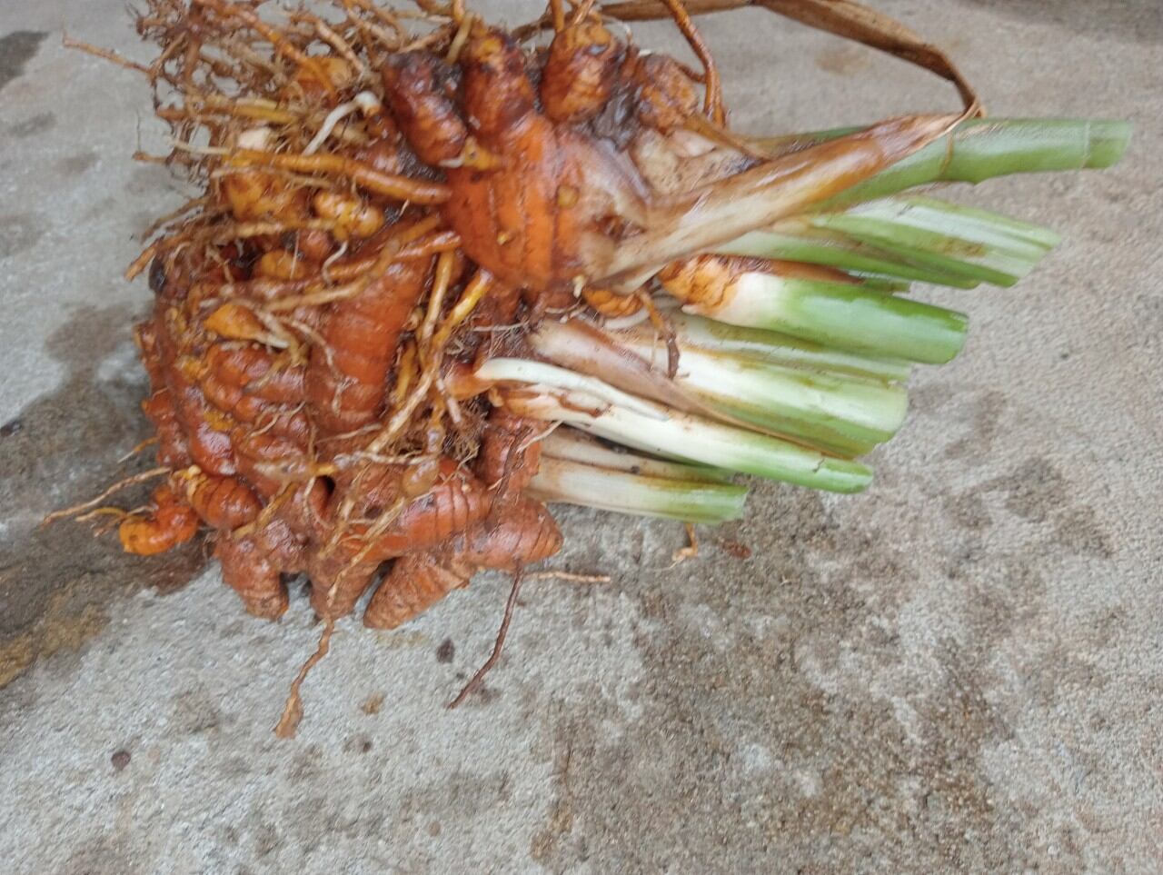 500g nghệ vàng rừng tươi loại 1