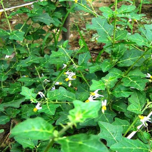Hạt giống cà gai leo - gói 50h