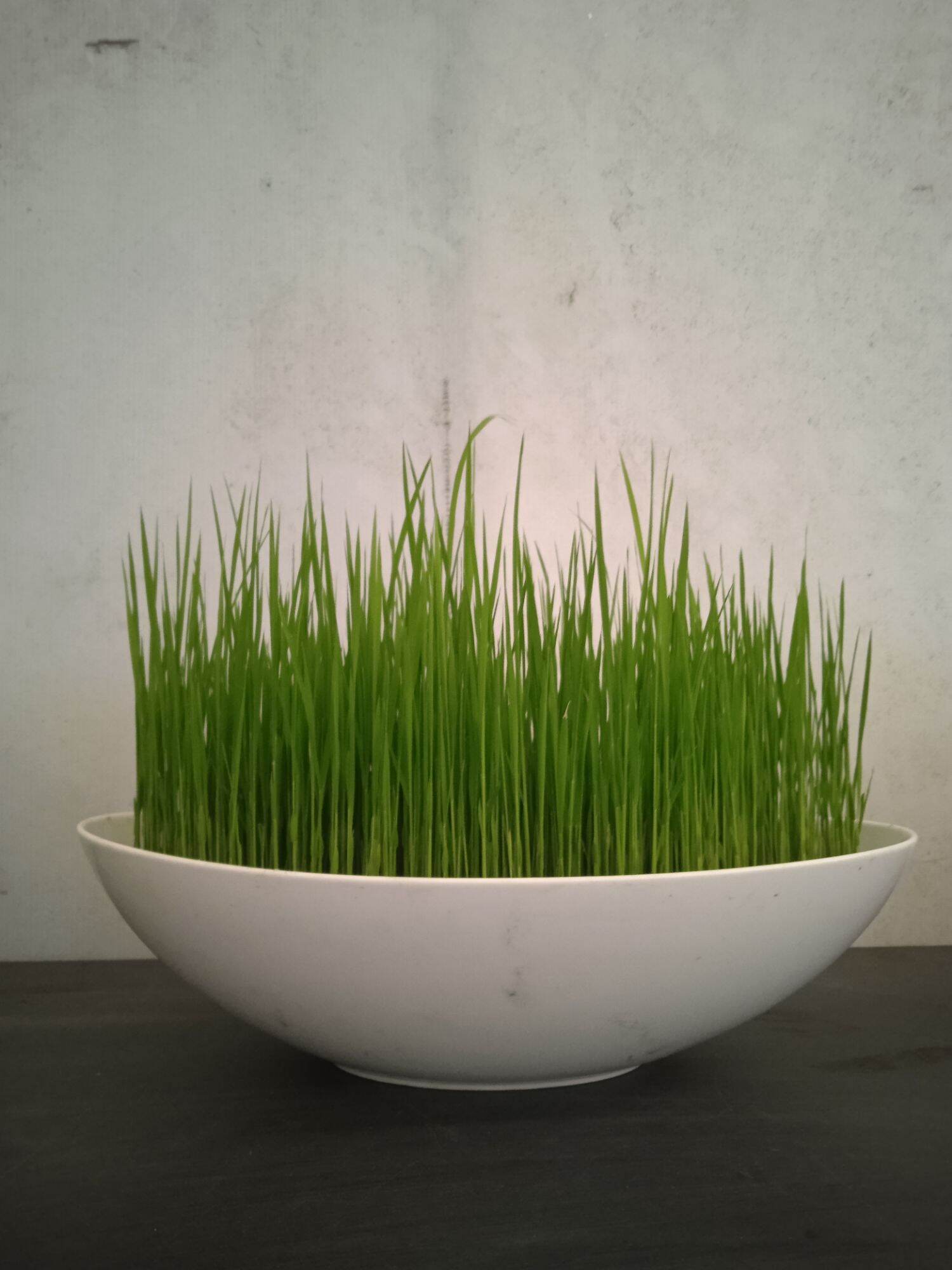 Tô sứ oval 24cm - gốm sứ Minh Long