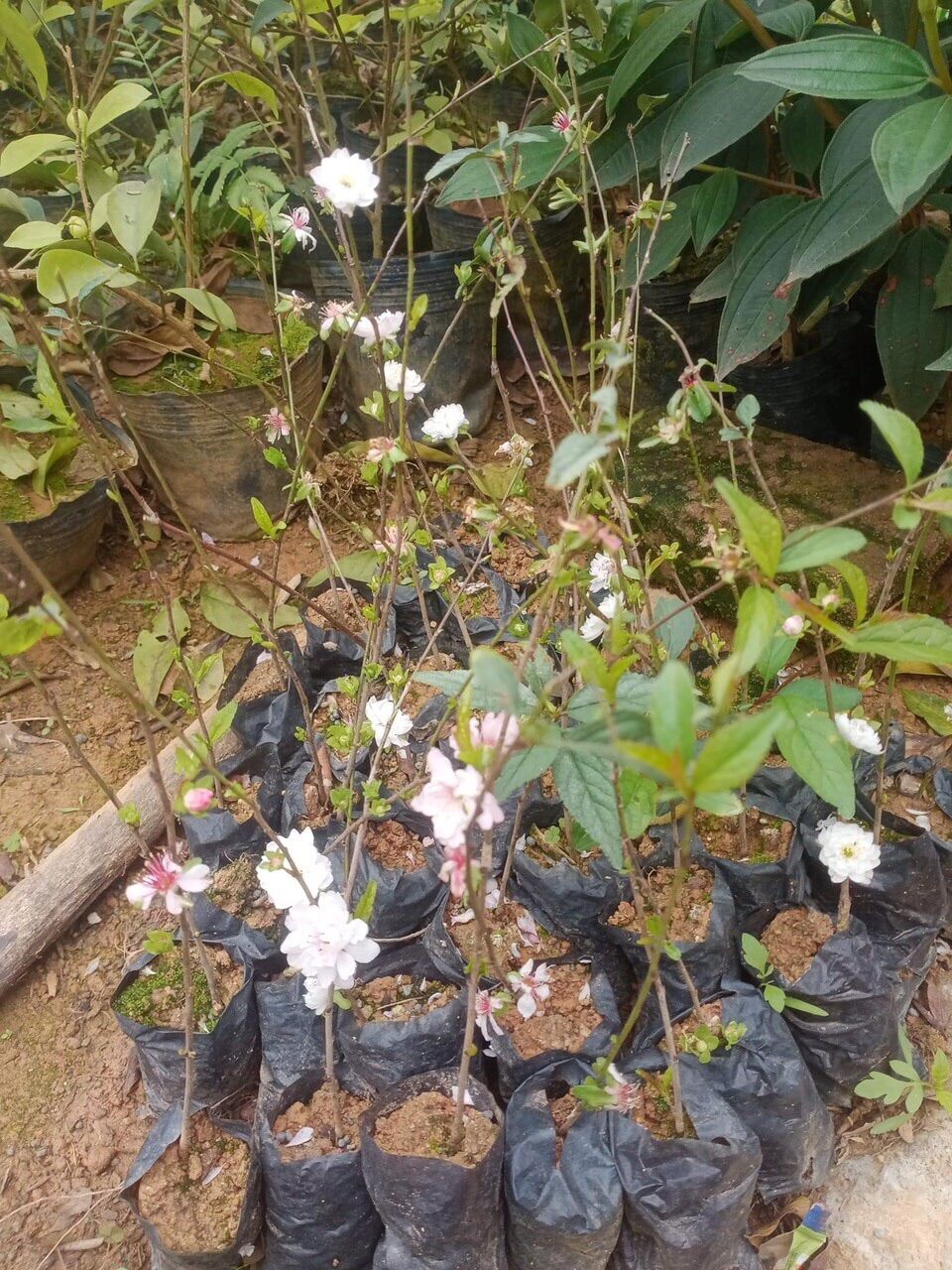 Cây Nhất Chi Mai- Hàn Mai