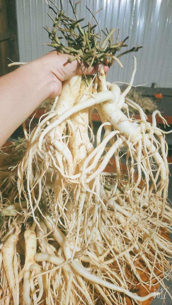 Sâm dây Ngọc Linh 15 củ/kg