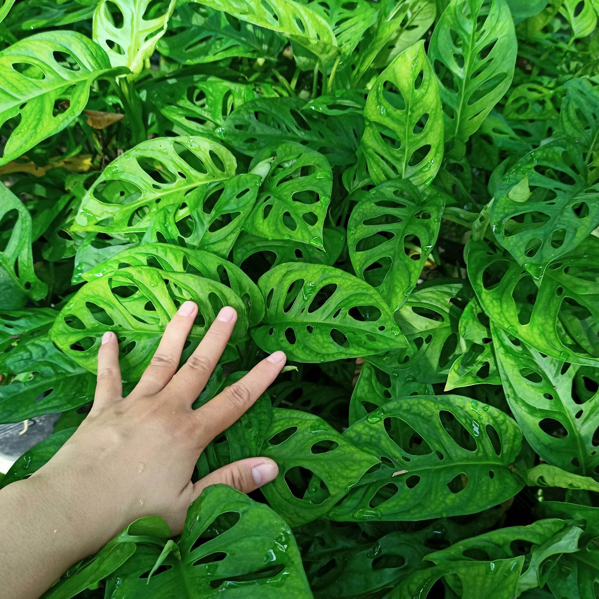 Cây trầu bà lỗ - Trầu bà cửa sổ - Summer Garden